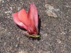 Indigofera sanguinea