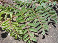 Indigofera sanguinea