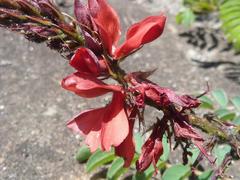 Indigofera sanguinea