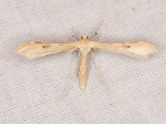 Oidaematophorus occidentalis