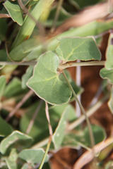 Commicarpus pentandrus