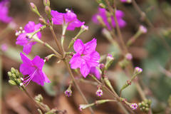 Commicarpus pentandrus