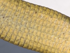 Elgaria coerulea palmeri