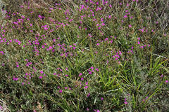 Commicarpus pentandrus