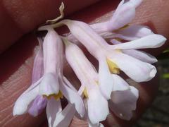 Tulbaghia coddii