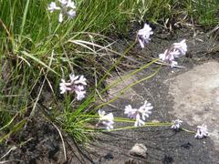 Tulbaghia coddii