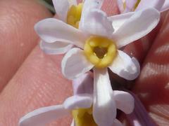 Tulbaghia coddii