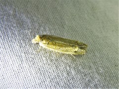 Pelochrista comatulana