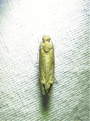 Pelochrista comatulana