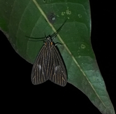 Dioptinae