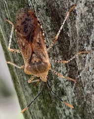 Anasa repetita