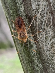 Anasa repetita