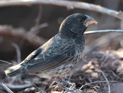 Platyspiza crassirostris
