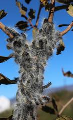 Bombycomorpha bifascia