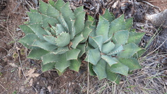 Agave nuusaviorum