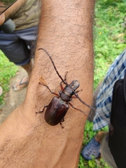 Priotyrannus mordax