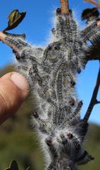 Bombycomorpha bifascia