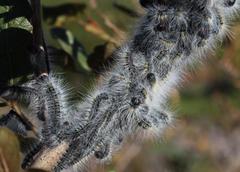 Bombycomorpha bifascia