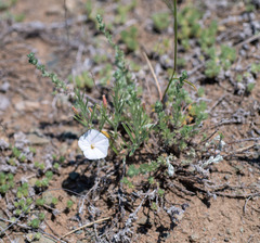 Convolvulus ammannii
