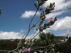 Podalyria hirsuta