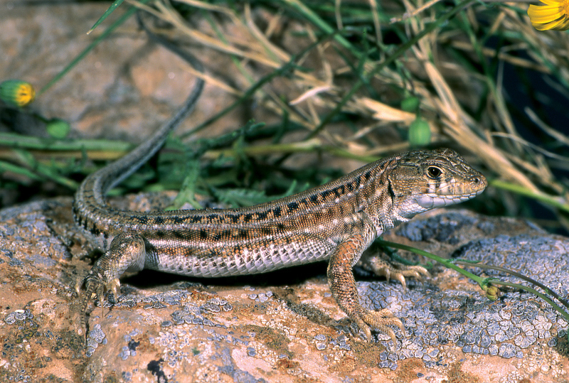 White Fringe-Fingered Lizard