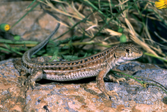 Acanthodactylus blanci