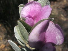 Podalyria hirsuta