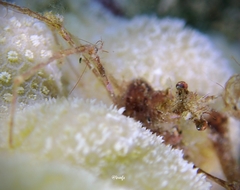 Lambrachaeus ramifer