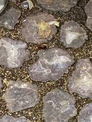 Vespa analis insularis