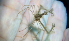 Lambrachaeus ramifer