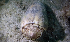 Conus striatus oahuensis