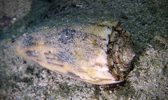 Conus striatus oahuensis