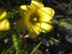 Romulea flava flava