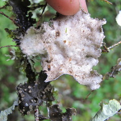 Pseudocyphellaria mallota
