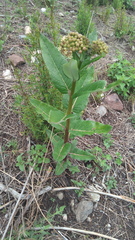 Asclepias otarioides