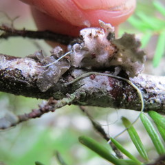 Pseudocyphellaria mallota