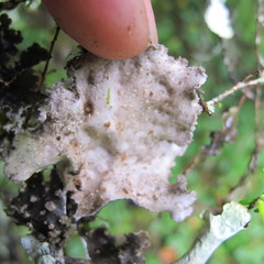 Pseudocyphellaria mallota
