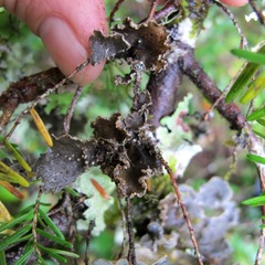 Pseudocyphellaria mallota