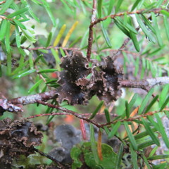 Pseudocyphellaria mallota