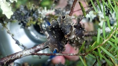Pseudocyphellaria mallota