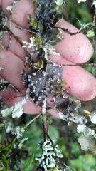 Pseudocyphellaria mallota