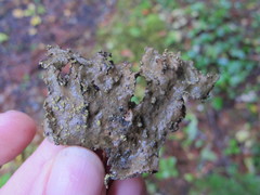 Pseudocyphellaria mallota