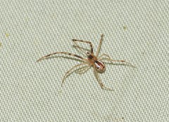 Theridion pyramidale