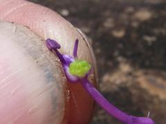 Ledebouria sandersonii