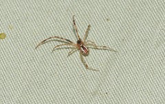 Theridion pyramidale