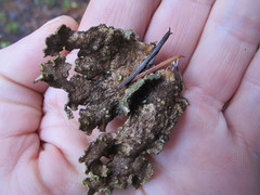 Pseudocyphellaria mallota