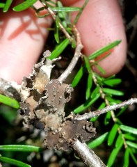 Pseudocyphellaria mallota