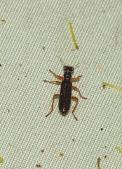 Lemidia subaenea