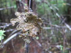 Pseudocyphellaria mallota
