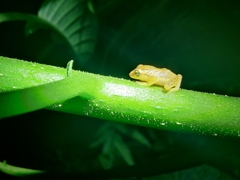 Raorchestes luteolus